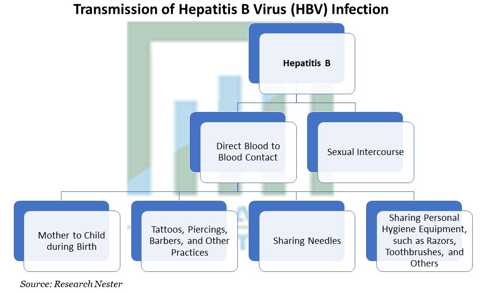 Transmission of Hepatitis Virus (HBV) Infection