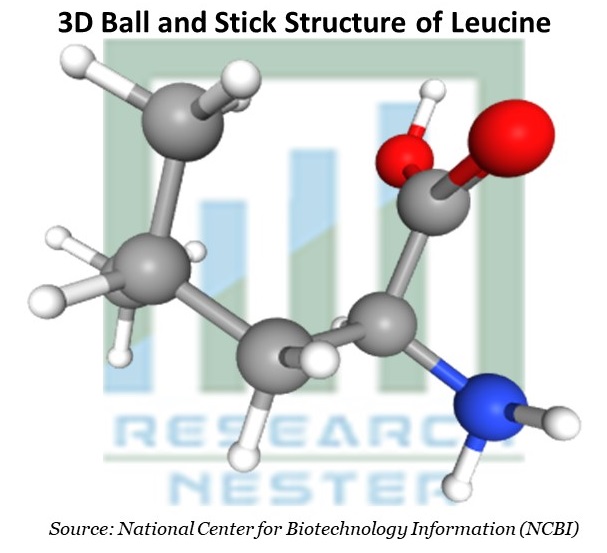 3D Ball and Stick Structure of Leucine